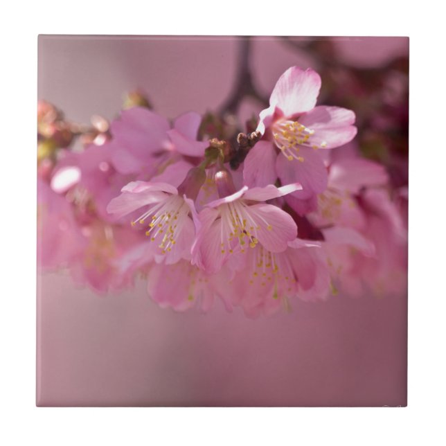 Carreau Sakura Cherry Blossoms Delicate Pink Bouquet (Devant)