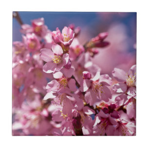 Carreau Sakura Cherry Blossoms embrassés par Sunlight