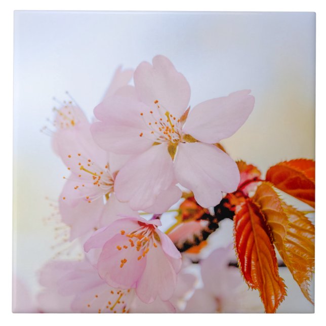 Carreau Sakura - Fleur de cerisier japonaise (Devant)
