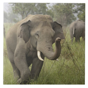 Carreau Salutation de l'éléphant d'Asie indien