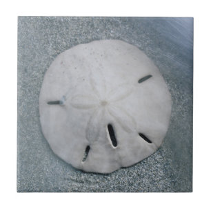 Carreau Sanddollar sur la plage  Île de Sanibel, Floride