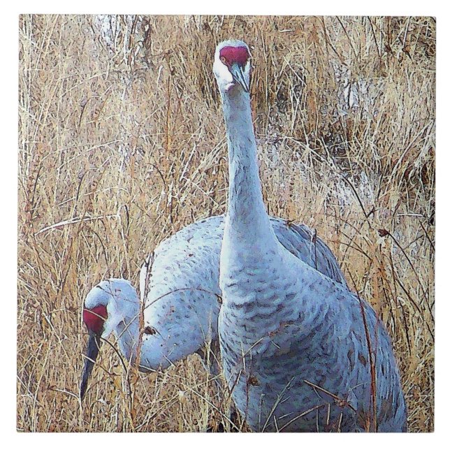 Carreau Sandhill tend le cou la tuile (Devant)