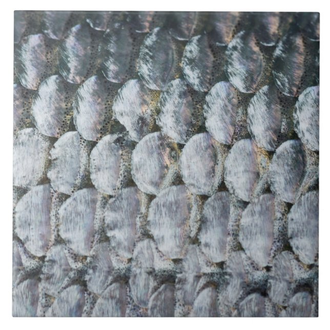 Carreau Scales Saumons brillantes (Devant)