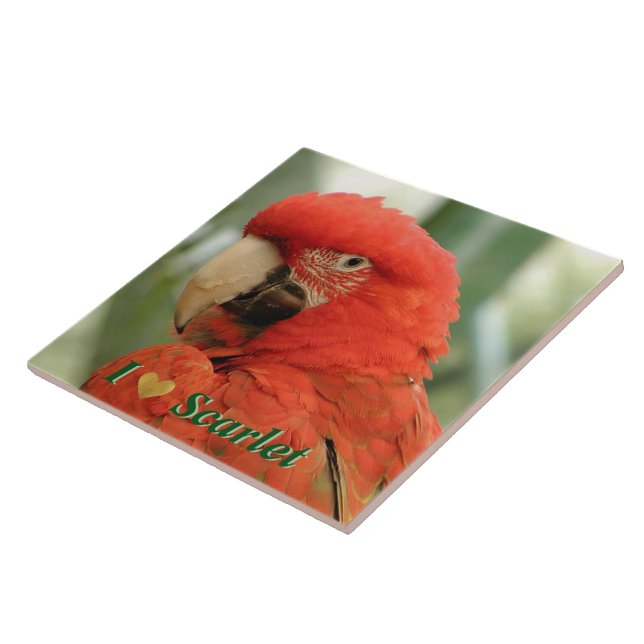 Carreau Scarlet Macaw (Côté)
