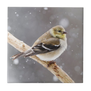 Carreau Scène de neige d'oiseau d'hiver - chardonneret
