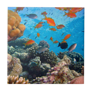 Carreau Scène sous-marine