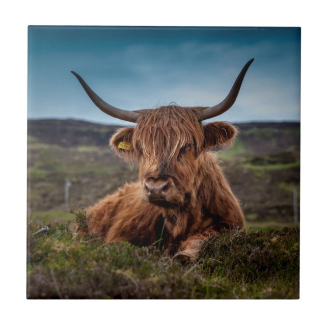 Carreau Scottish Highland Cow Longhorn Bull Rancher (Devant)