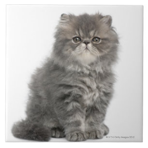 Carreau Séance persane de chaton (2 mois)