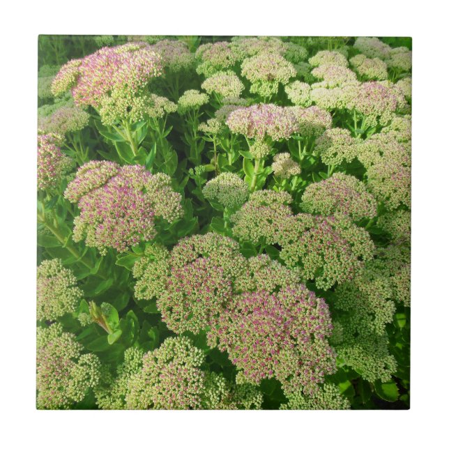 Carreau Sedum "joie d'automne " (Devant)