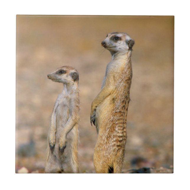 Carreau Sentinelles Meerkat (Suricata Suricatta), Karas (Devant)