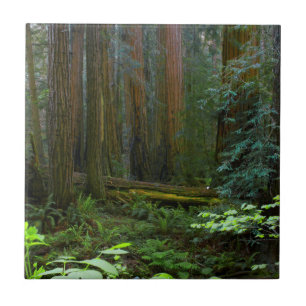 Carreau Séquoias de Muir Woods National Monument
