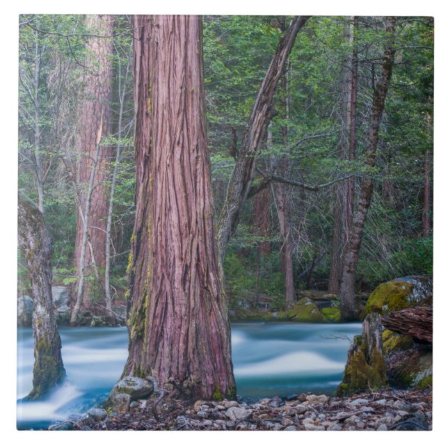 Carreau Sequoias & Merced River Yosemite National Park, CA (Devant)