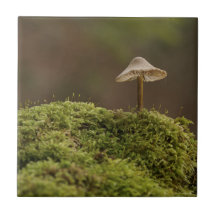 Serenité Champignon dans Impression d'Art de Forêt