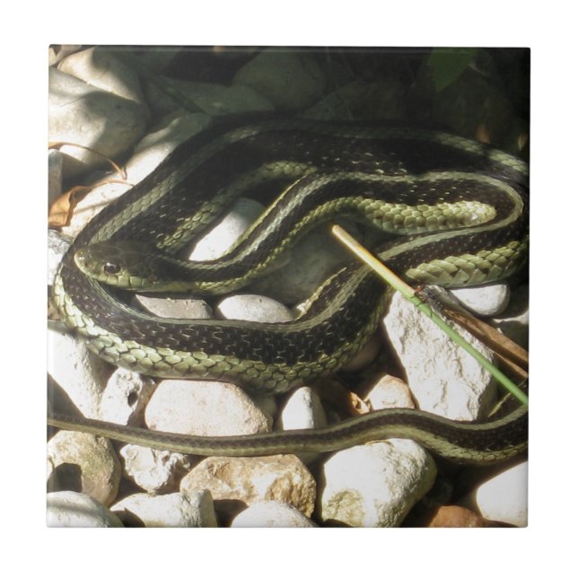 Carreau Serpent de jarretière sur des roches (Devant)
