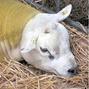 CARREAU SHEEP