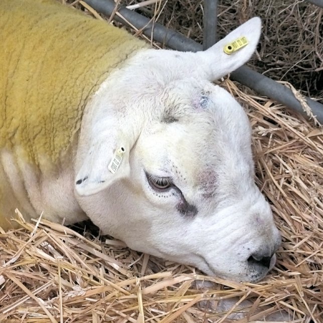 CARREAU SHEEP (A photographic design of a beautiful Texel sheep.)