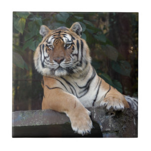 Carreau Shere-Khan-b-15