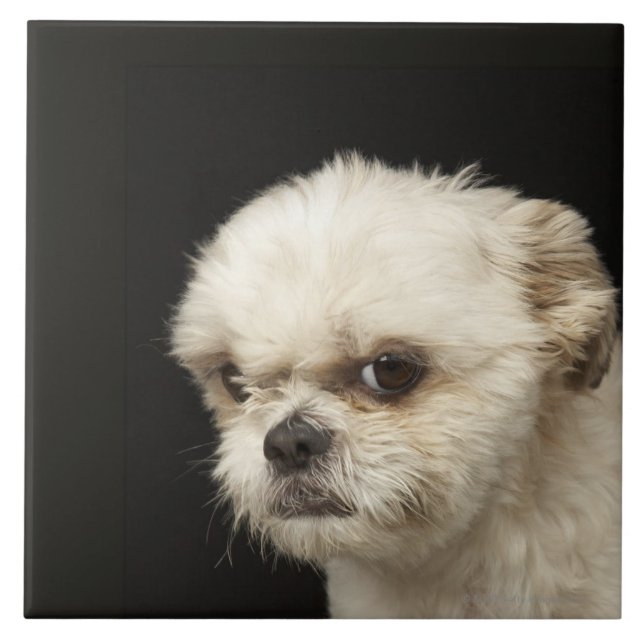 Carreau Shih blanc fâché Tzu avec les yeux bruns (Devant)