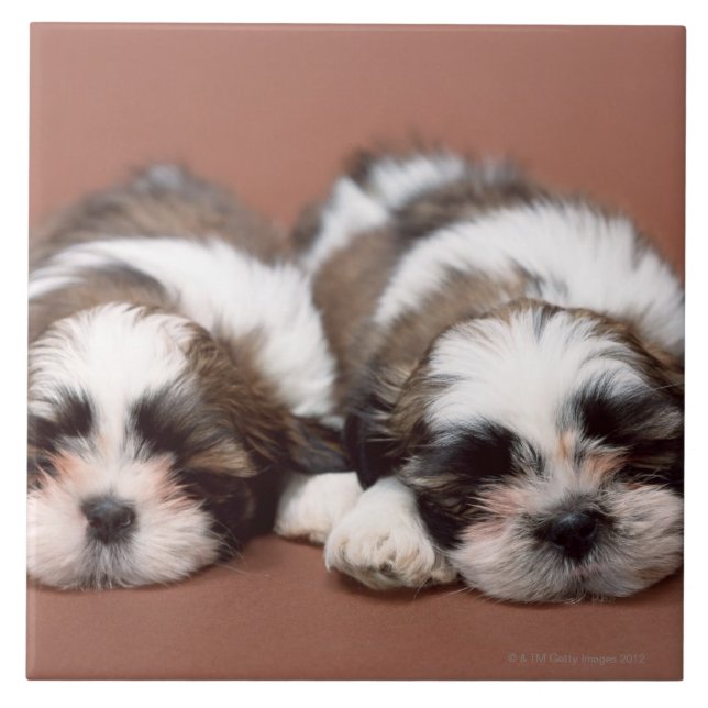 Carreau Shih Tzu (Devant)
