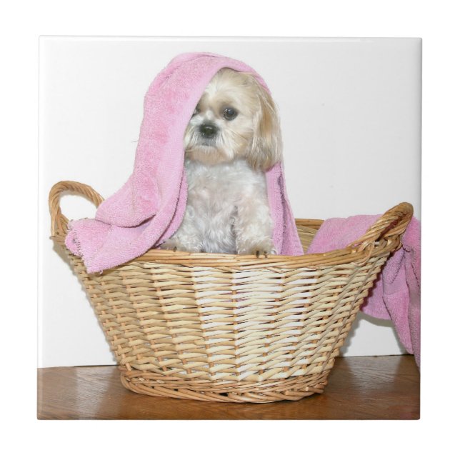 Carreau Shih Tzu dans le panier de blanchisserie (Devant)