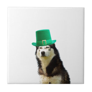 Carreau Sibérien Husky Chien Saint Patrick jour