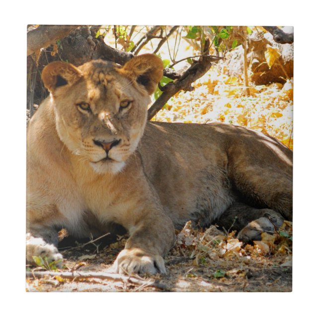 Carreau Siesta Time (Devant)