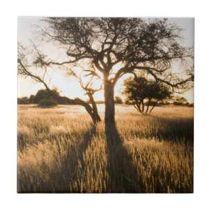 Carreau Silhouette d'arbres d'acacia dans l'herbe. Marient