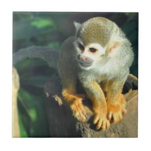 Carreau Singe araignée