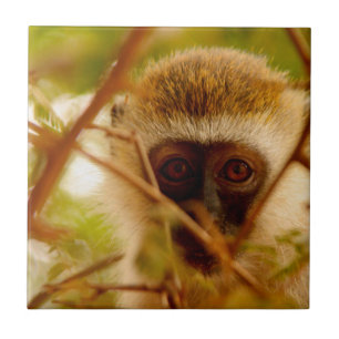 Carreau Singe Cheeky.