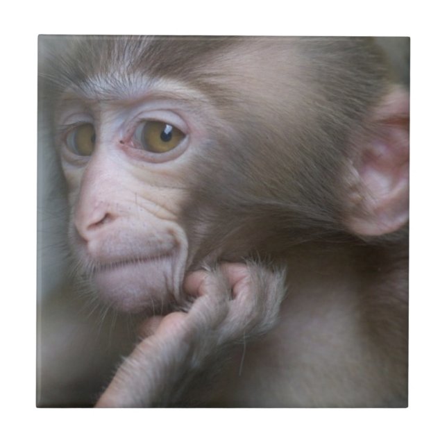 Carreau Singe de bébé (Devant)