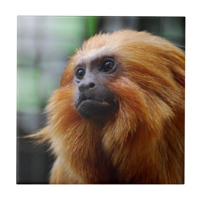 Carreau Singe de Tamarin (Devant)