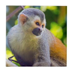 Carreau Singe écureuil dans le parc national Manuel Antoni