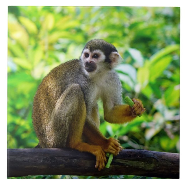 Carreau Singe-écureuil mignon (Devant)