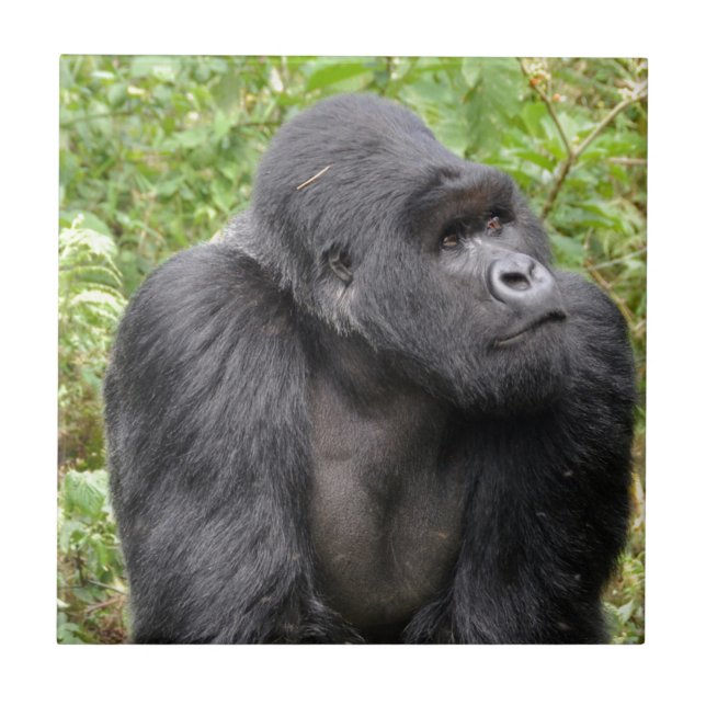 Carreau Singe heureux (Devant)