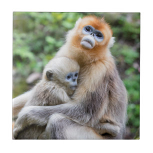 Carreau Singe roux à nez retroussé avec bébé