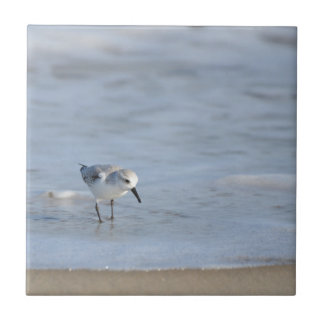 Carreau Single Sandpiper walking on beach