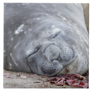 Carreau Sleeping elephant seal
