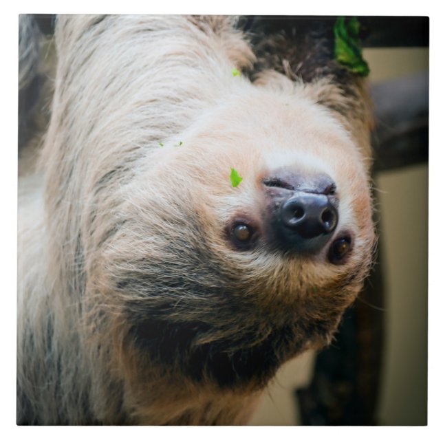 Carreau Sloth 005 (Devant)