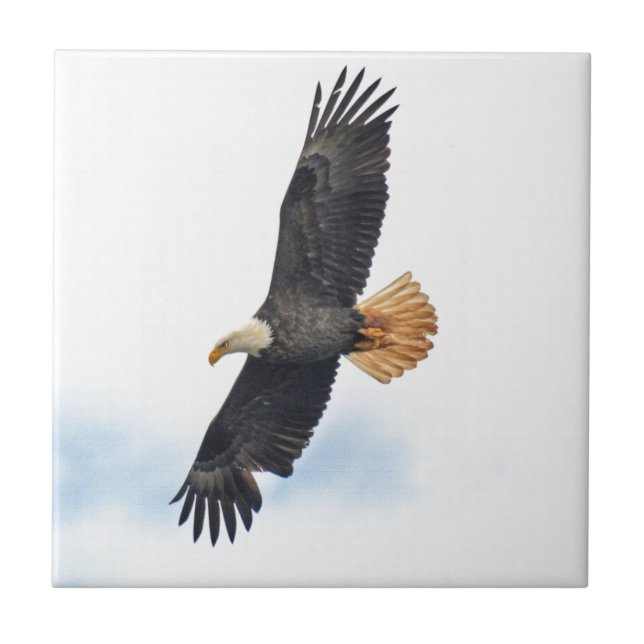 Carreau Soaring Bald Eagle Wildife Photo Art (Devant)
