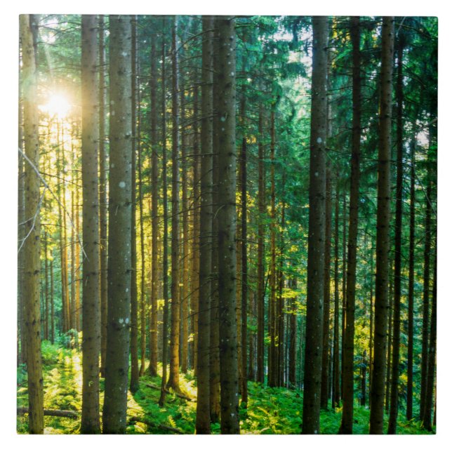 Carreau Soleil à travers les arbres forestiers (Devant)