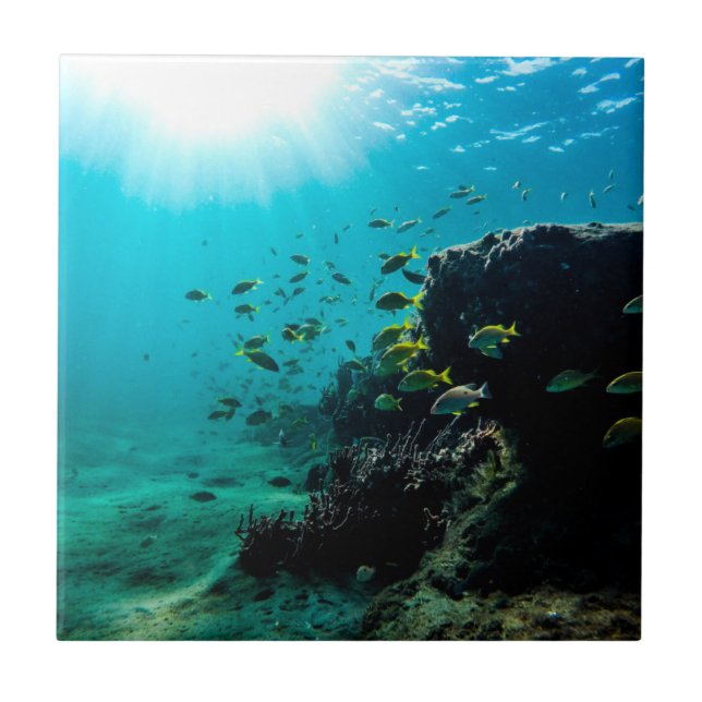 Carreau Soleil et poissons tropicaux (Devant)