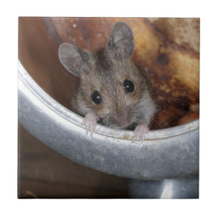 Carreau Souris dans une théière