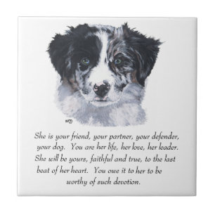 Carreau Souvenirs Border Collie