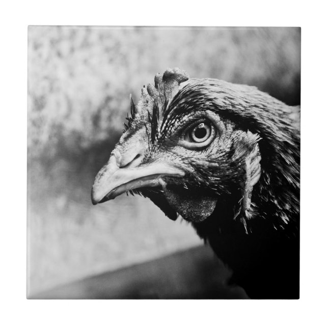 Carreau spiritueux et poulets (Devant)