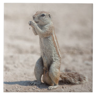 Carreau Sqirrel du sol