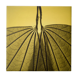 Carreau Squelette de feuille