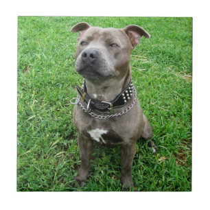 Carreau Staffordshire Bull Terrier Assis À L'Attention,