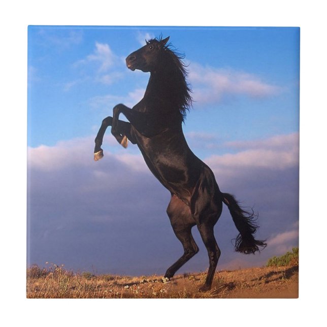 Carreau Stallion noir (Devant)