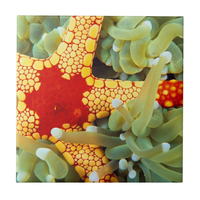 Carreau Star de la mer rouge et jaune (Devant)