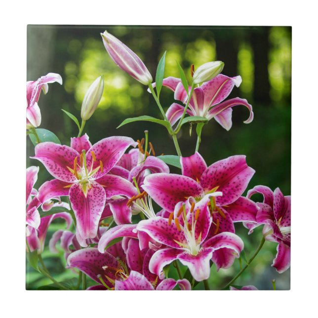 Carreau Stargazer Lilies (Devant)